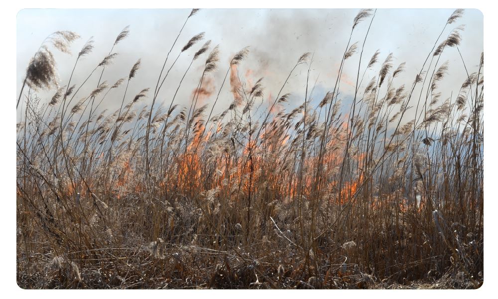 field with a small controlled fire